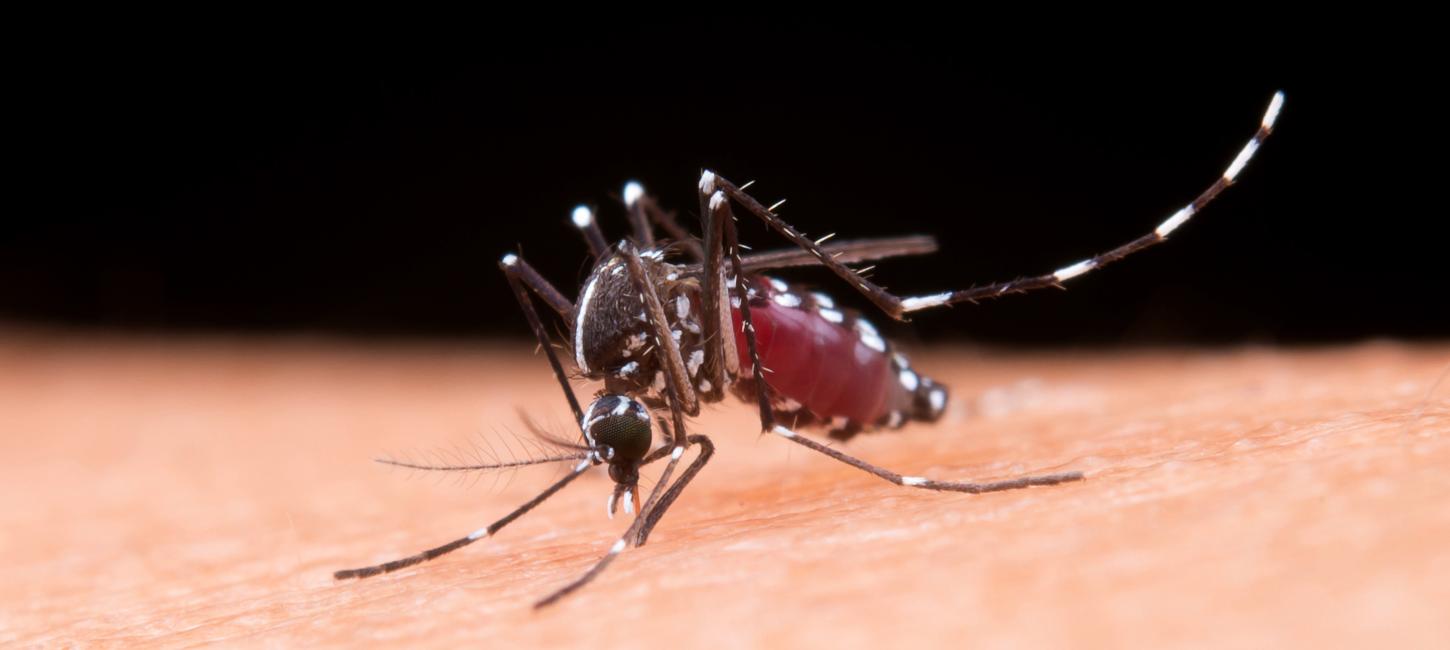 Boletim da Secretaria da Saúde confirma mais 262 casos de dengue no Paraná