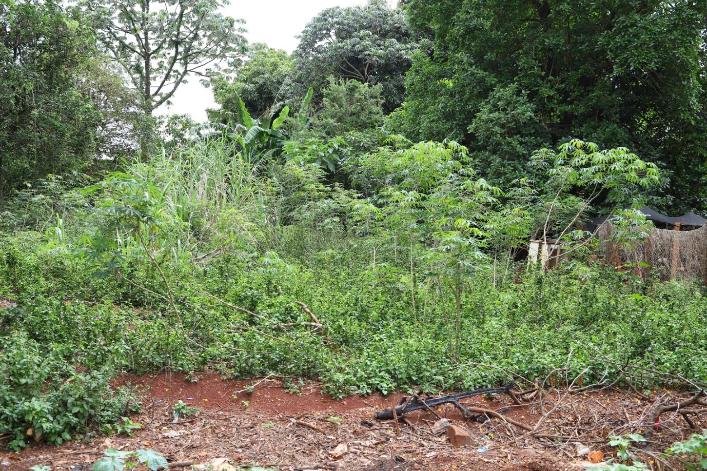 O Secretário de Serviços Urbanos e Meio Ambiente, Celso Barbosa de Oliveira, ressalta a importância de os donos de terrenos baldios cumprirem suas responsabilidades .